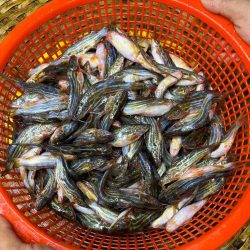 বিলের মাছ