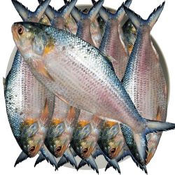 নদীর মাছ