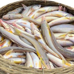 সামুদ্রিক মাছ